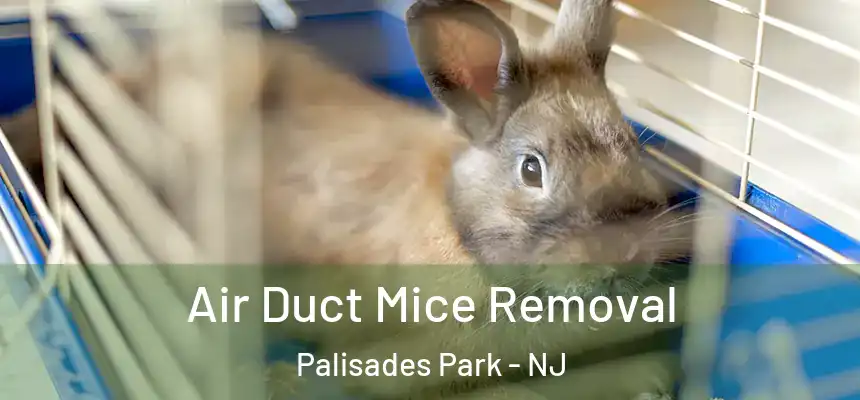  Air Duct Mice Removal Palisades Park - NJ